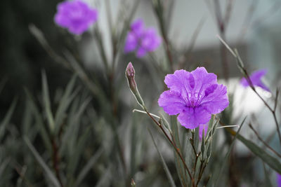 Close-up of pink flowering plant