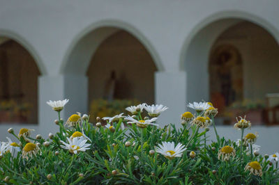 Close-up of white flowering plants against building