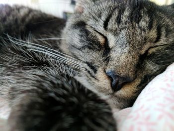 Close-up of cat sleeping