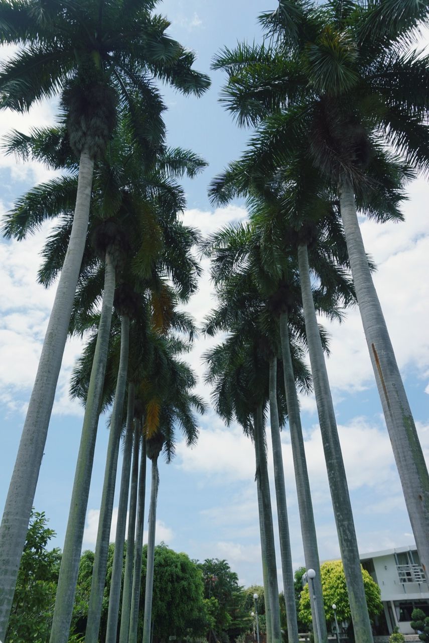 tree, plant, palm tree, sky, tree trunk, tropical climate, growth, trunk, low angle view, nature, tall - high, day, no people, cloud - sky, green color, beauty in nature, outdoors, coconut palm tree, architecture, tranquility, tropical tree, palm leaf, treelined