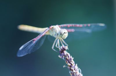 Close-up of dragonfly on purple flower