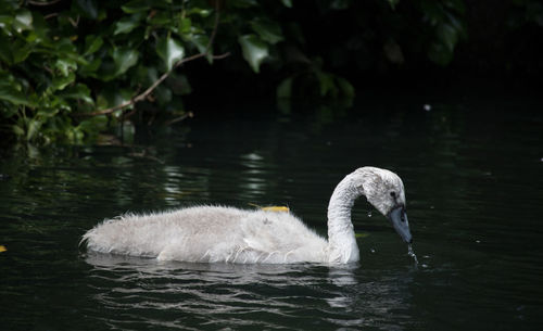 Swan swimming in lake