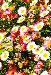 Full frame of yellow flowers