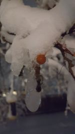 Close-up of snow on plant during winter