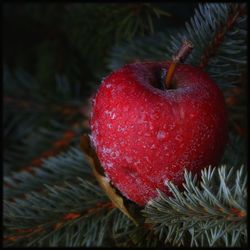 Close-up of christmas tree in winter