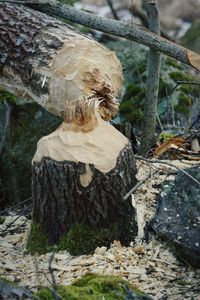 Close-up of mushroom on tree stump