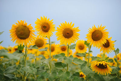Sunflowers blooming on field against clear sky
