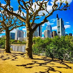 View of trees with buildings in background
