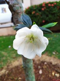 Close-up of white flowering plant on field