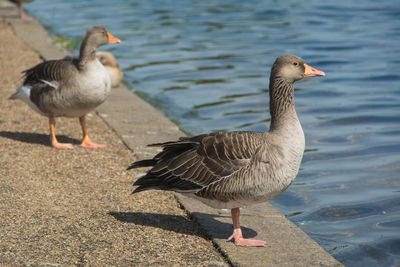 Ducks on a lake