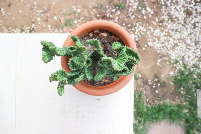 High angle view of potted plant