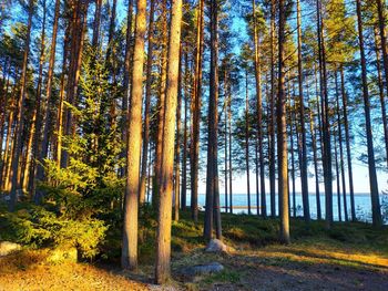 Pine trees in forest during autumn