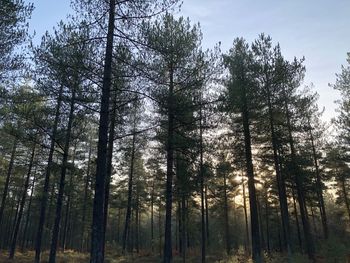 Low angle view of trees in forest against sky