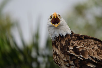 Close-up of eagle with mouth open against defocused background