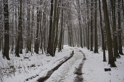 Trees on snow covered land during winter