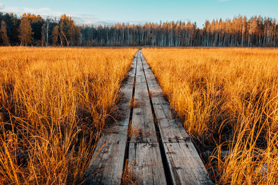 Dirt road amidst trees in field against sky