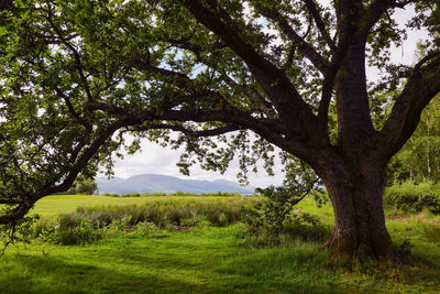 Tree growing on grassy field against sky