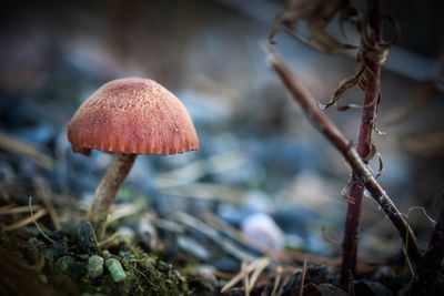 Close-up of mushroom growing on land