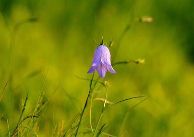 Close-up of purple flowering plant on land