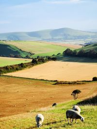 Scenic view of agricultural field against sky