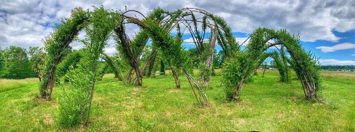Trees growing on field against sky