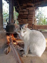 Portrait of cat