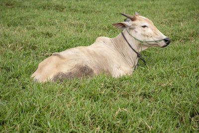Side view of a animal on field
