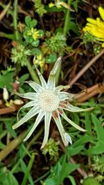 Close-up of flowers