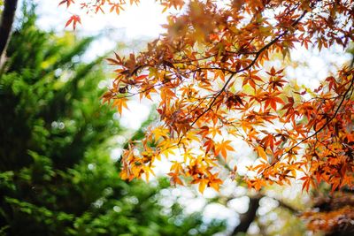 Close-up of orange flowering plant