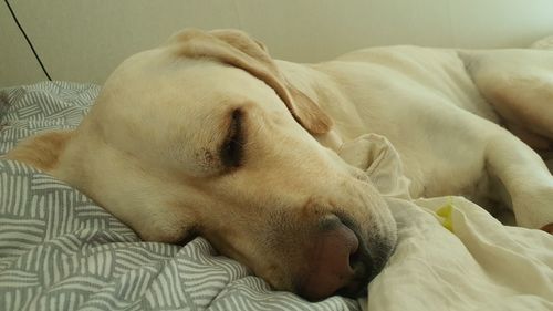 Close-up of dog sleeping on bed at home