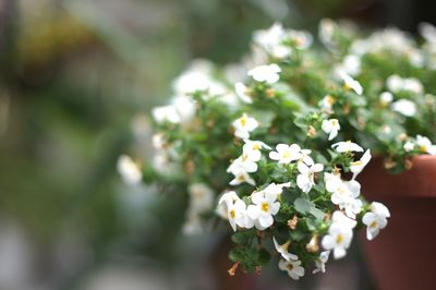 Close-up of white flowering plant