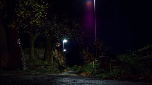 Illuminated trees at night