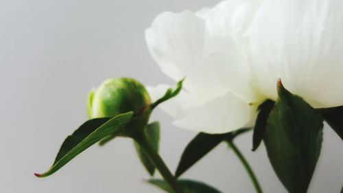 Close-up of flower over white background