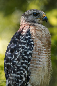 Red shouldered hawk