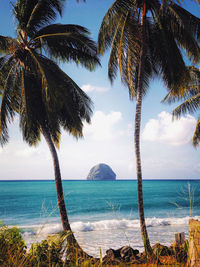 Palm trees by sea against sky