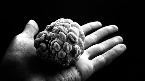 Cropped hand holding custard apple on black background