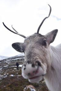 Portrait of horse on landscape against sky