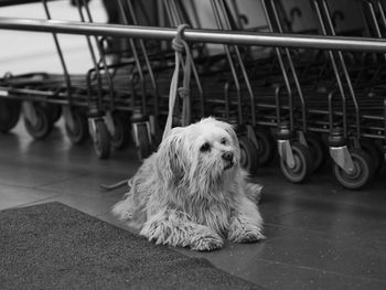 Close-up of dog looking at camera