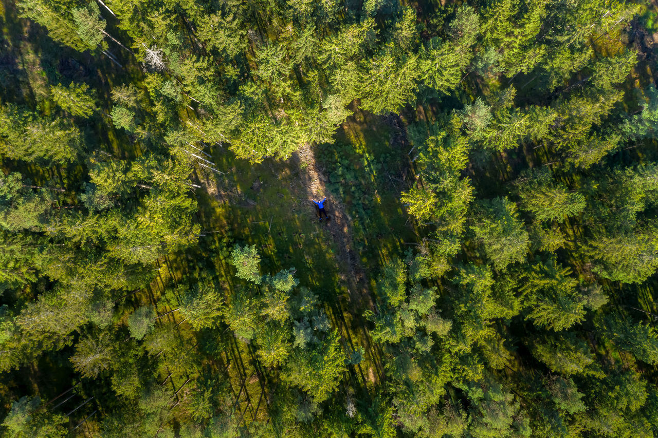 HIGH ANGLE VIEW OF FRESH GREEN PLANTS IN THE FOREST