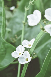 Close-up of white flowering plant