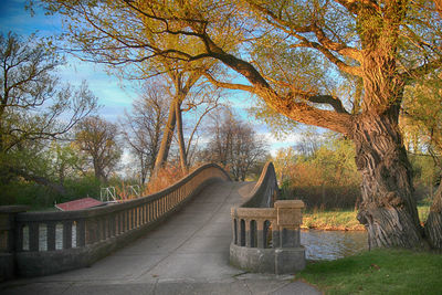 Trees in autumn