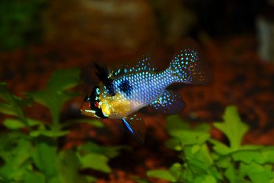 Close-up of fish swimming in aquarium