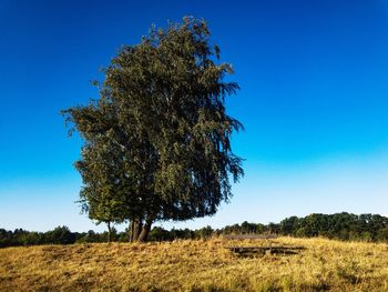 Tree on field against clear blue sky