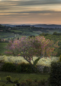 Scenic view of grassy field against sky during sunset