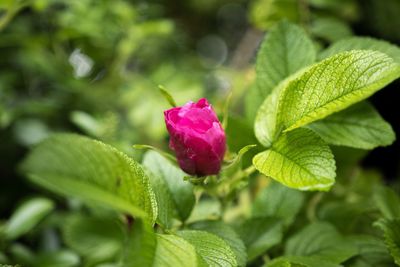 Close-up of pink flower blooming in garden