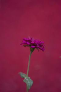 Close-up of pink flowering plant against red background