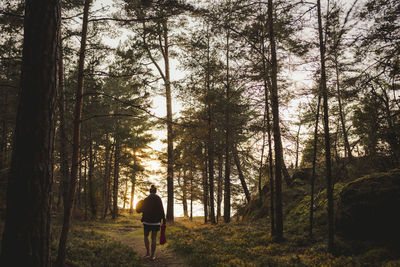 Rear view of man walking amidst trees in forest