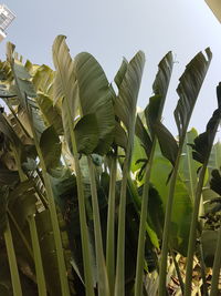 Low angle view of banana tree against clear sky