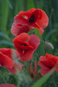 Close-up of red rose flower