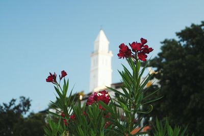 Low angle view of red flowers